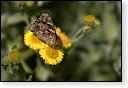 Vanessa cardui Distelvlinder vlinder vlinders nederland insect insecten lepidoptera rups dagvlinder nachtvlinder mot motten pop larve